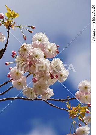 珍しい品種の桜　フゲンゾウ 36523624
