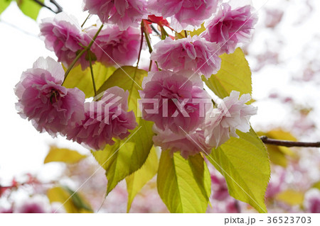 珍しい品種の桜　フゲンゾウ 36523703