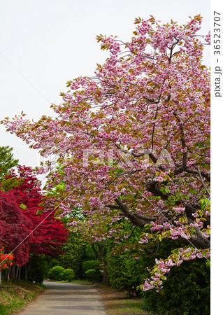 珍しい品種の桜　フゲンゾウ 36523707