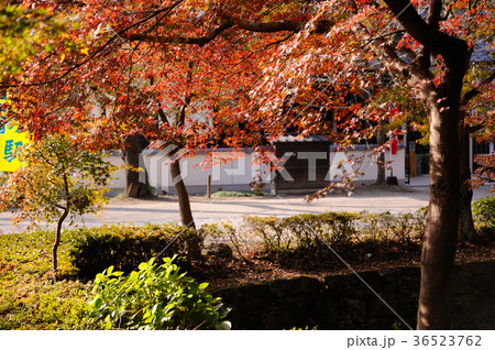 秋月城跡の紅葉 秋月城跡の紅葉 36523762