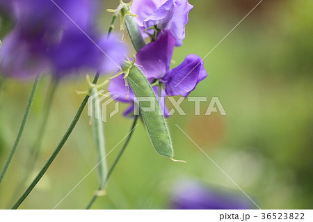 花畑の紫色のスイートピーと豆の写真素材