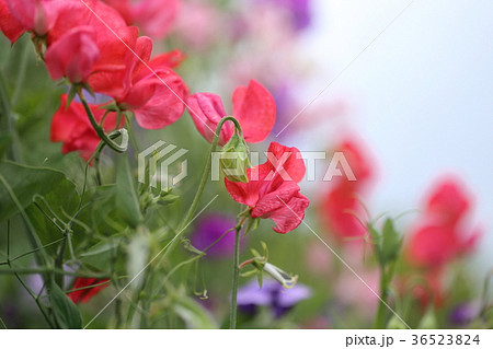 花畑の赤いスイートピーの写真素材