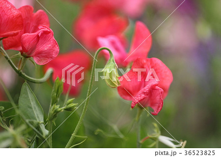 花畑の赤いスイートピーの写真素材