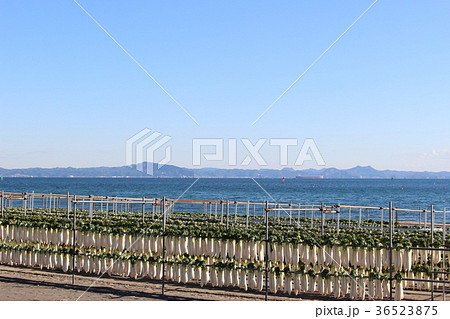 冬の三浦海岸 36523875