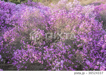 ツツジ 植物 花 36524337