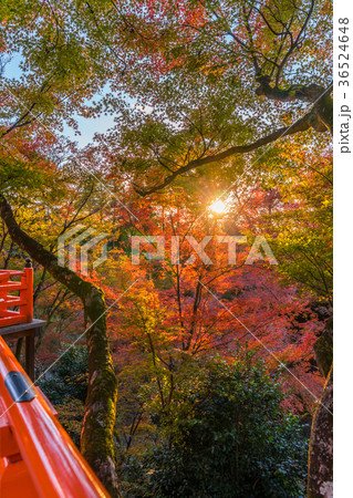 日本の秋 京都　北野天満宮　夕日に染まる紅葉 36524648