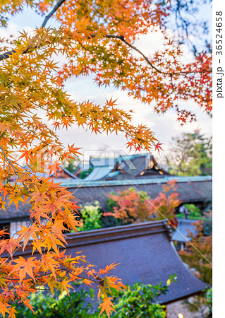 日本の秋 京都 マジックタイムの北野天満宮と紅葉 日本の秋 京都 マジックタイムの北野天満宮と紅葉 36524658