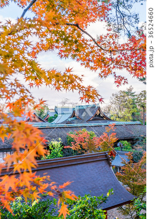 日本の秋 京都 マジックタイムの北野天満宮と紅葉 日本の秋 京都 マジックタイムの北野天満宮と紅葉 36524660