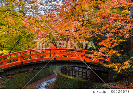 日本の秋 京都　北野天満宮　マジックタイムのもみじ苑 36524673
