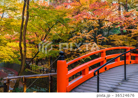 日本の秋 京都　北野天満宮　マジックタイムのもみじ苑 36524676