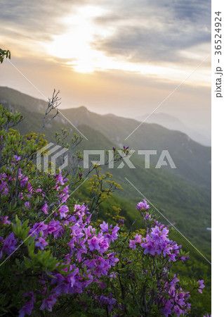 山 空 ツツジ 36524924
