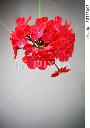 ゼラニューム 36525003