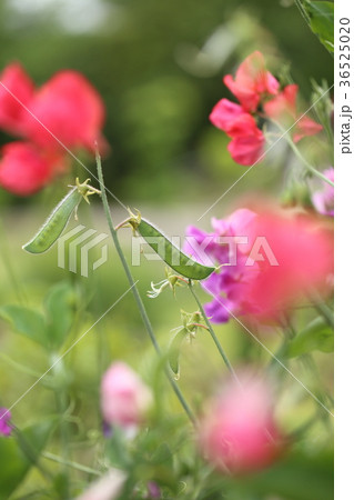 花畑の赤いスイートピーと豆の写真素材