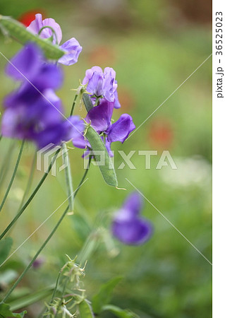 花畑の紫色のスイートピーと豆の写真素材