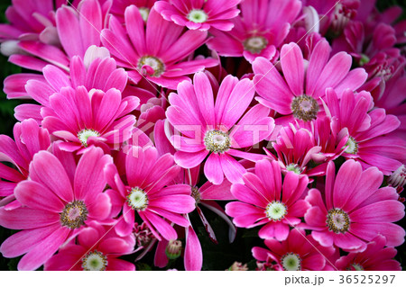 サイネリア サイネリア 36525297