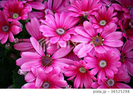 サイネリア 36525298