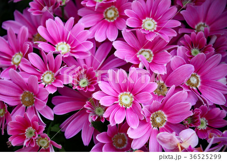 サイネリア 36525299