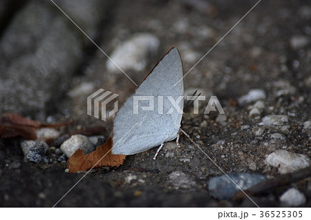 ウラギンシジミの羽休め 36525305
