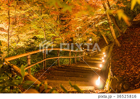 日本の秋 京都 北野天満宮 秋の紅葉ライトアップの写真素材