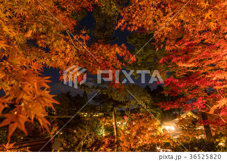 日本の秋 京都 北野天満宮 秋の紅葉ライトアップの写真素材