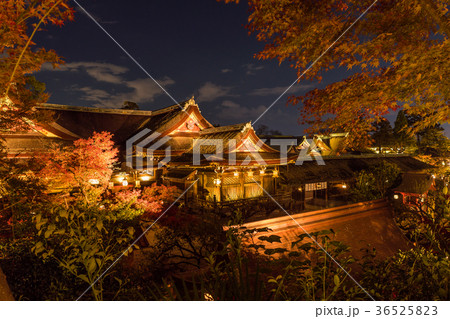 日本の秋 京都　北野天満宮 秋の紅葉ライトアップ 36525823
