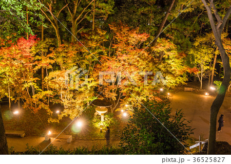 日本の秋 京都　北野天満宮 秋の紅葉ライトアップ 36525827
