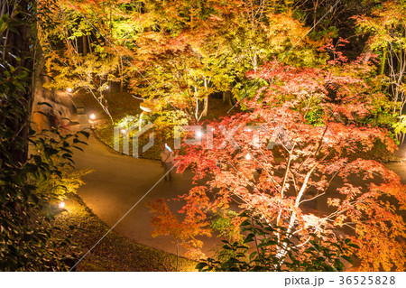 日本の秋 京都　北野天満宮 秋の紅葉ライトアップ 36525828