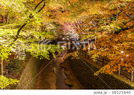 日本の秋 京都 北野天満宮 秋の紅葉ライトアップ 日本の秋 京都 北野天満宮 秋の紅葉ライトアップ 36525840