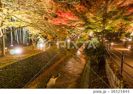 日本の秋 京都 北野天満宮 秋の紅葉ライトアップの写真素材