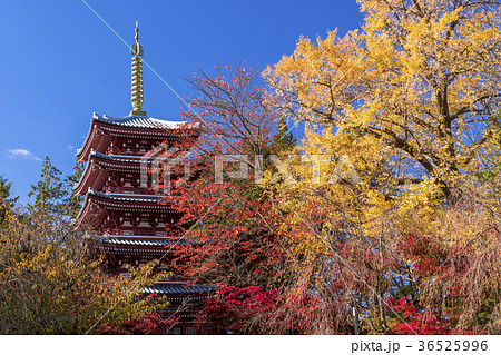 本土寺の秋景色 36525996