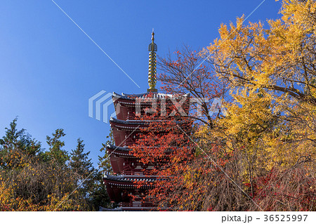 本土寺の秋景色 本土寺の秋景色 36525997