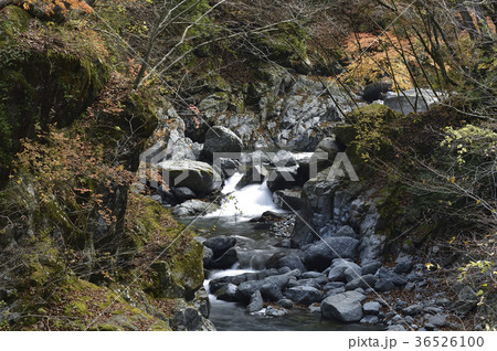 宮ケ瀬早戸川渓谷の紅葉 宮ケ瀬早戸川渓谷の紅葉 36526100