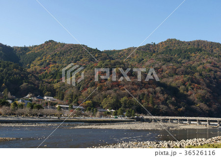 紅葉の嵐山 36526116