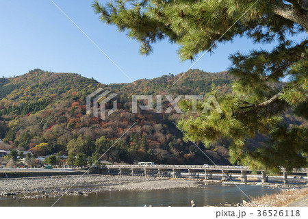 紅葉の嵐山 紅葉の嵐山 36526118