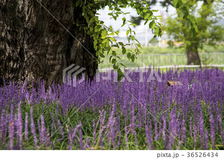 メクムンドン 屋外 室外 36526434