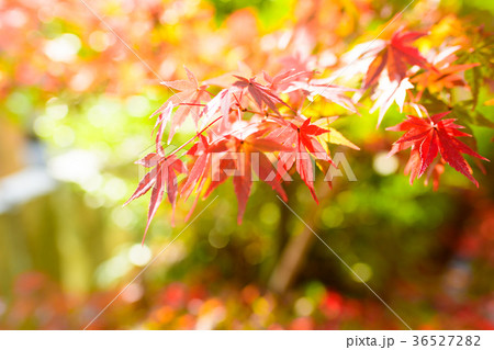 紅葉【クローズアップ】 36527282