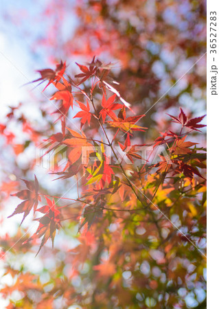 紅葉【クローズアップ】 36527283