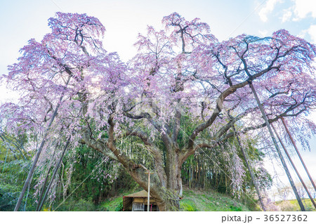 紅枝垂地蔵ザクラ　福島 36527362