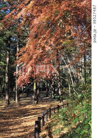 神奈川県大和市 泉の森 神奈川県大和市 泉の森 36527487