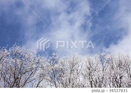 風花舞、青空が出て風が立ち小枝の雪が舞い上がる。 36527631