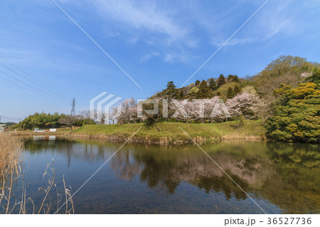 春の佐倉城跡の出丸跡の風景 36527736