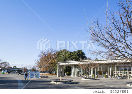 昭和記念公園あけぼの口 36527891