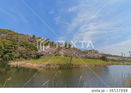 春の佐倉城跡の出丸跡の風景 春の佐倉城跡の出丸跡の風景 36527898