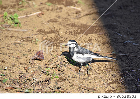 ハクセキレイ（白鶺鴒） 36528503