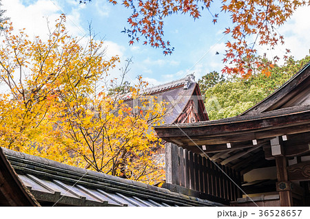 日本の秋 京都 龍安寺の紅葉 36528657