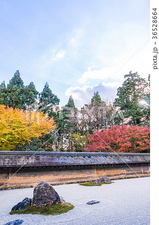 日本の秋 京都 龍安寺 石庭と紅葉 日本の秋 京都 龍安寺 石庭と紅葉 36528664