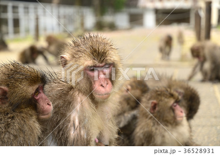 高崎山のサル 36528931