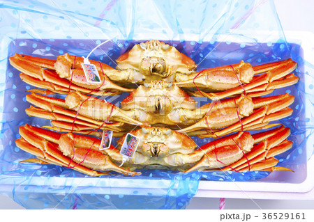 松葉ガニ 食材 松葉ガニ 食材 36529161