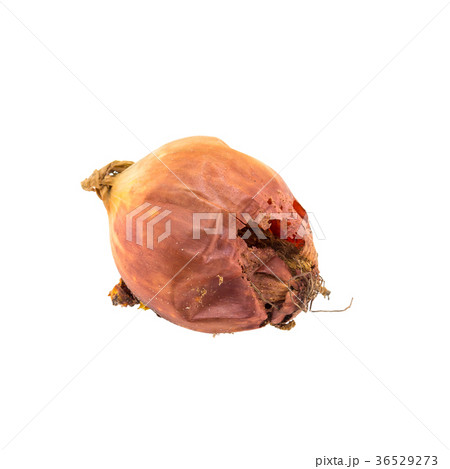 Rotten onion isolated on white background Rotten onion isolated on white background 36529273