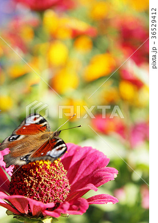 colored summer. butterfly sits on the flower 36529412